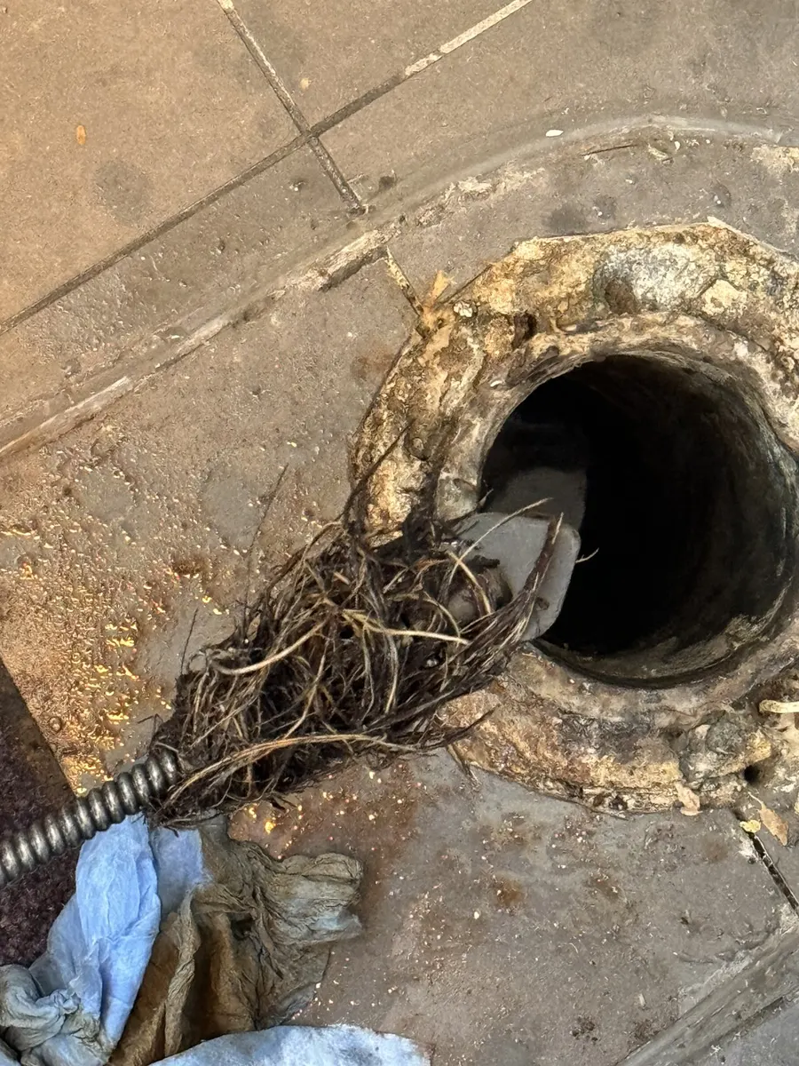 Tree roots cleared from a floor drain