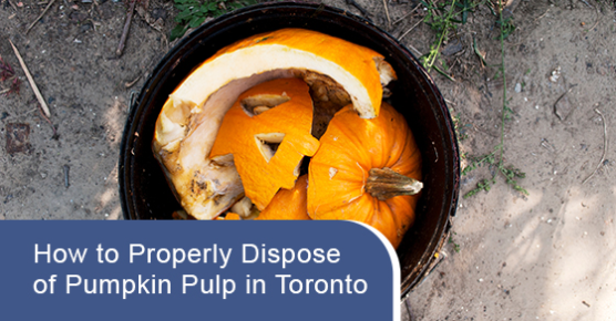 How to properly dispose of pumpkin pulp in toronto