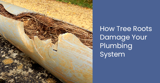 How tree roots damage your plumbing system